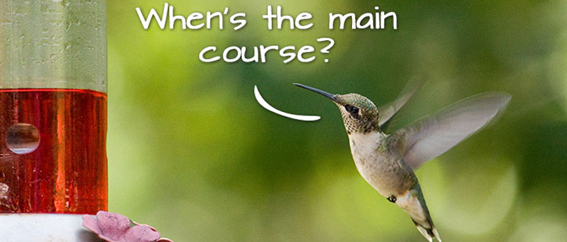 is Hummingbird good for your business?
