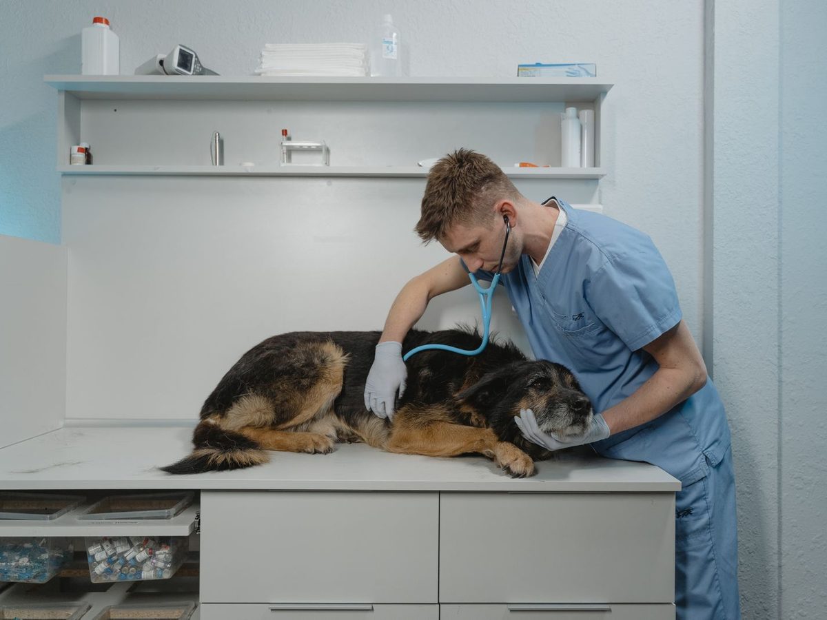 Vet listening to a dog's chest with a stethoscope during an exam