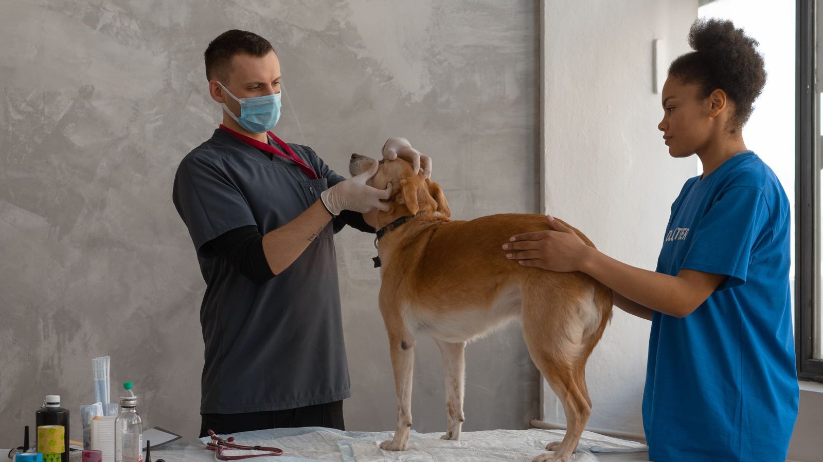 Veterinarian marketing for clinics: a veterinarian and assistant examining a dog on a table